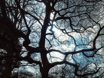 Low angle view of bare trees against sky