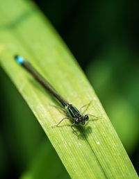 Close-up of damselfly on leaf