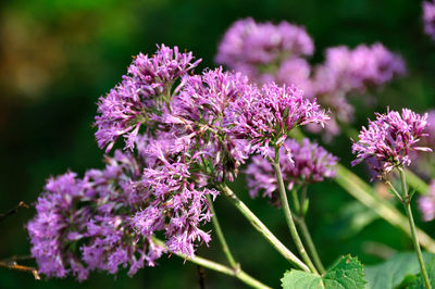 Close-up of purple flowers blooming outdoors