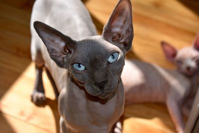 Close-up portrait of dog
