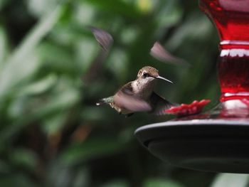 Hummingbird on feeder