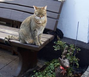 High angle portrait of cat sitting on seat