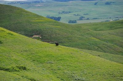 Scenic view of green landscape