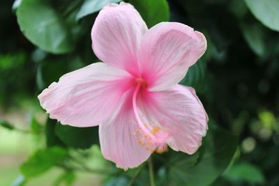 Close-up of pink hibiscus flower