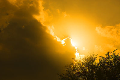 Low angle view of orange tree against sky during sunset