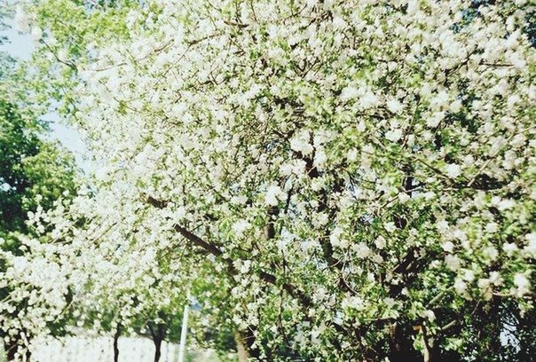 growth, tree, flower, nature, branch, beauty in nature, low angle view, freshness, white color, fragility, day, backgrounds, full frame, blossom, outdoors, plant, tranquility, abundance, no people, green color