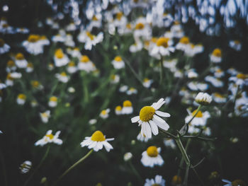 Close-up of white daisy flowers