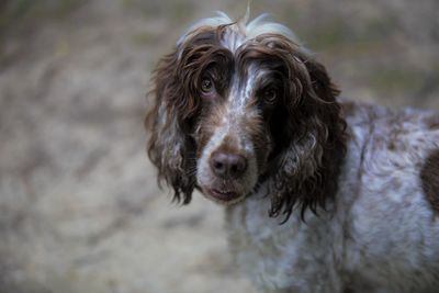 Close-up portrait of dog