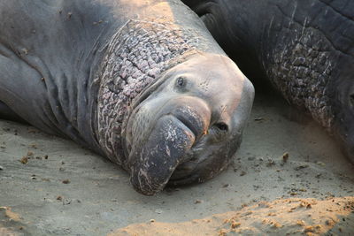 Close-up of elephant seal on sand