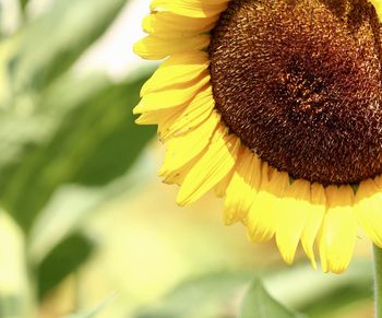 Close-up of sunflower