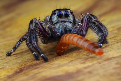 Close-up of spider on wood