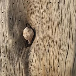 Full frame shot of tree trunk