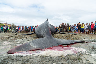 Dozens of onlookers are seen watching a dead humpback whale calf on coutos beach