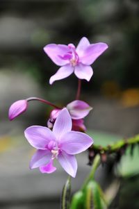 Close-up of pink flowers