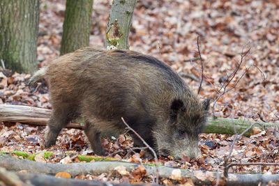 Close-up of an animal on field