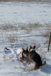 Close-up of dog