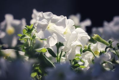 Close-up of white flowering plant