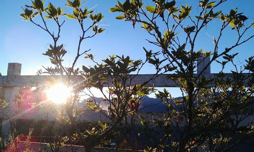 Sun shining through trees