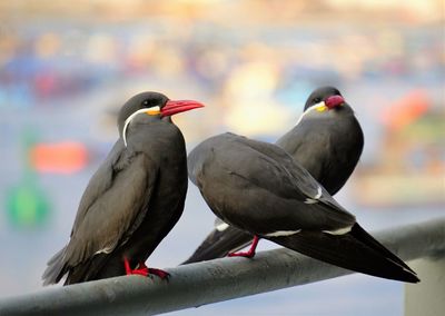 Close-up of birds perching on railing