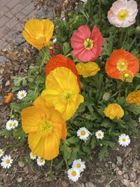 High angle view of yellow flowering plants