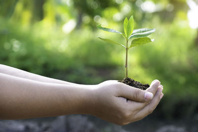 Cropped hands holding sapling