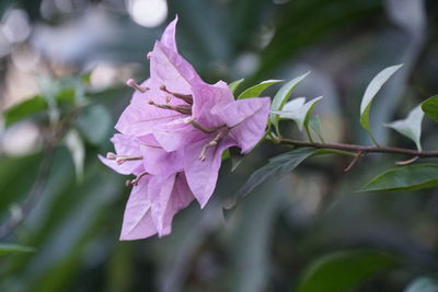 Close-up of pink flowering plant