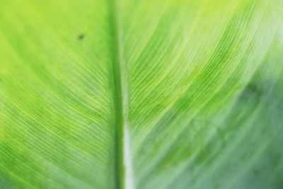 Full frame shot of green leaf