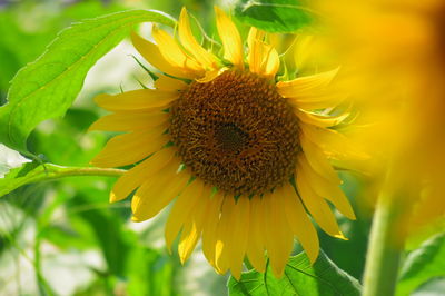 Close-up of sunflower