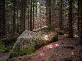 Pine tree in forest