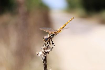 Close-up of dragonfly on dry plant