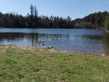 Bird flying over calm lake