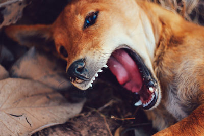 Close-up of dog