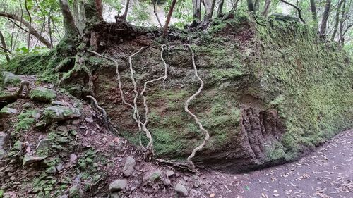 Close-up of tree trunk