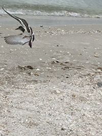 High angle view of seagulls flying over beach