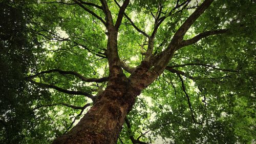 Low angle view of tree in forest