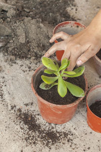 Close-up of hand holding potted plant