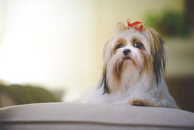 Close-up portrait of dog