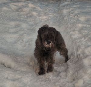 Dogs on snow