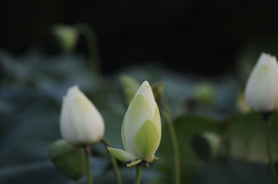 Close-up of white flowering plant