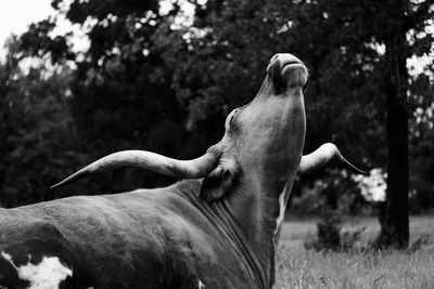 View of a horse on field