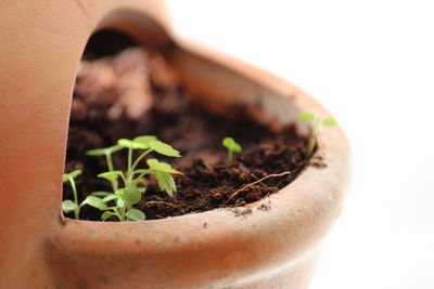 Close-up of potted plant