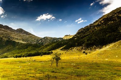 Scenic view of trees on field against sky