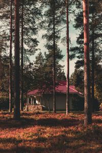 Trees on field in forest