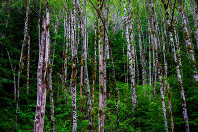 Pine trees in forest