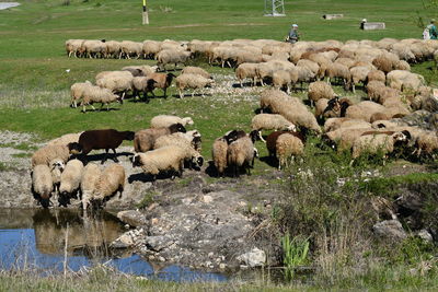 View of sheep on field
