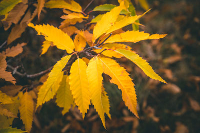 Close-up of yellow flowering plant during autumn