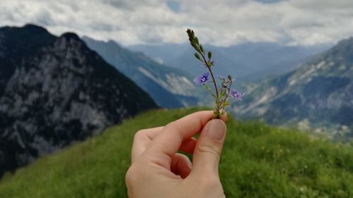 Cropped hand holding flowers against mountains