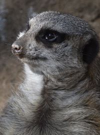 Meerkat portait