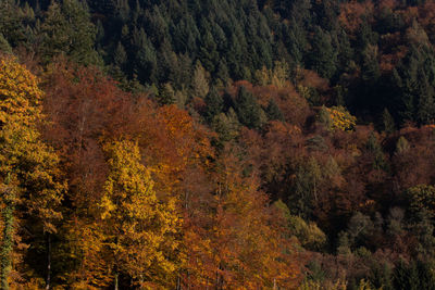 Scenic view of trees during autumn