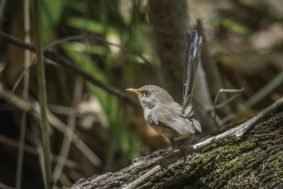 Close-up of a bird